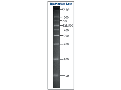 BioMarker™ Low 50-1000bp DNA Ladder for Gel Electrophoresis ...